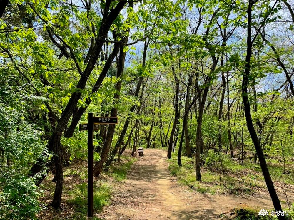 큰매산'의 하산길을 담은 풍경 사진