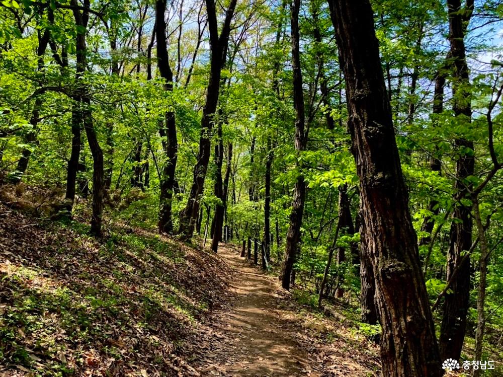 큰매산'의 하산길을 담은 풍경 사진