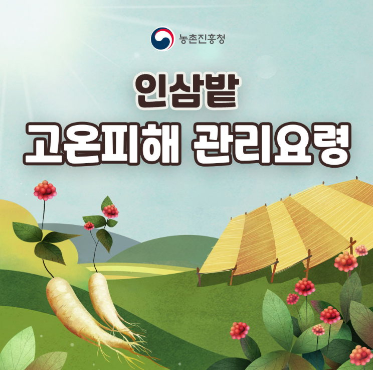 인삼밭 고온피해 관리요령