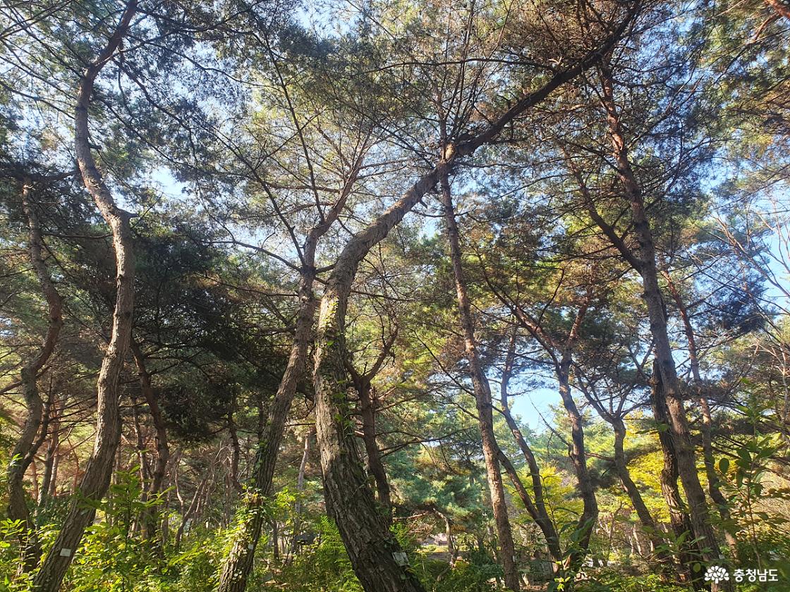 태학산자연휴양림 버섯