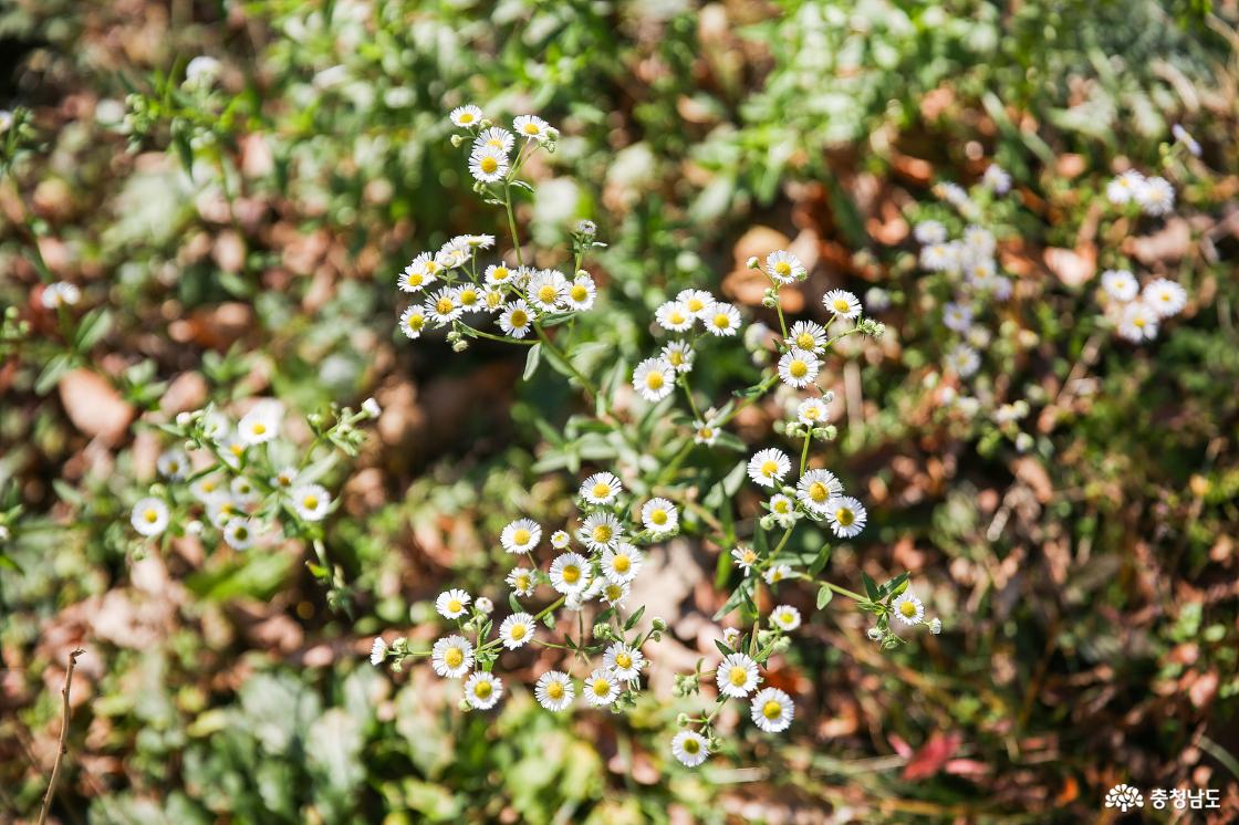 아미산 정상 삼각점