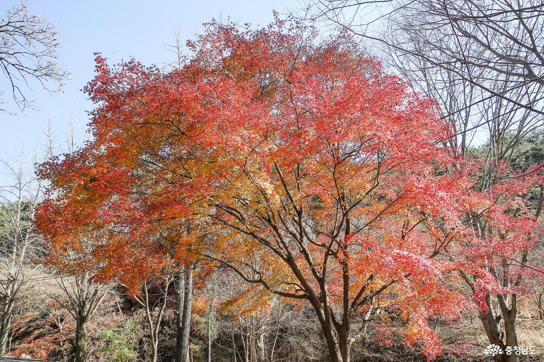 향천사 향설루